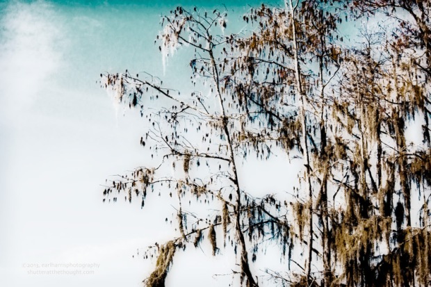 "Moss, Cypress and Sky" [Click the image to enlarge/reduce its size.] Nikon D800, ISO 1000, f/29 at 1/320sec., 90 mm