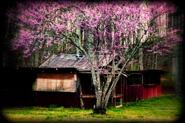 "Redbud 2", Nikon D800, ISO 400, f/5.3 at 1/40 sec., 98mmClick the image to view larger size and available print options.